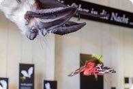 Fledermaus-Ausstellung Orth
